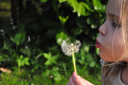 young girl blowing a dandelion against a verdant background