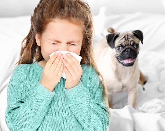 How to Manage Your Allergy to Pets